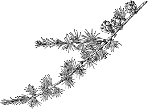 American Larch Branchlet Coloring Page